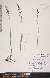 Arctagrostis latifolia subsp. latifolia image