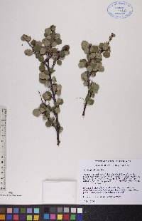 Betula glandulosa image