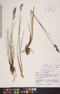 Arctagrostis latifolia subsp. latifolia image