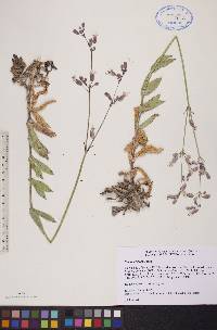 Silene csereii image