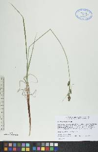 Carex buxbaumii image