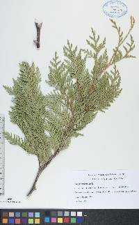 Thuja occidentalis image