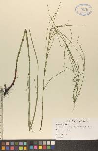 Equisetum palustre image