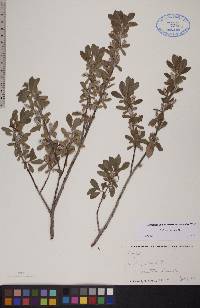 Salix brachycarpa image