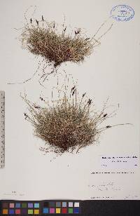 Carex glacialis image