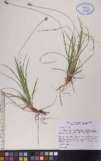 Carex peckii image