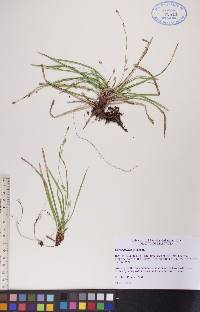 Carex deflexa image