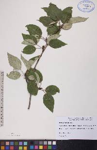 Populus balsamifera image