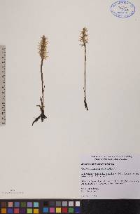 Spiranthes magnicamporum image