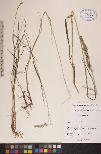 Arctagrostis latifolia subsp. arundinacea image