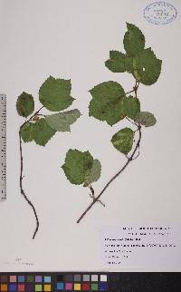 Viburnum edule image