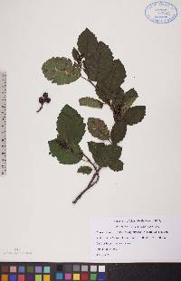 Alnus incana subsp. rugosa image