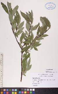 Salix planifolia image