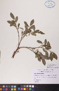 Salix myrtillifolia image