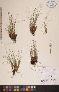 Carex myosuroides image