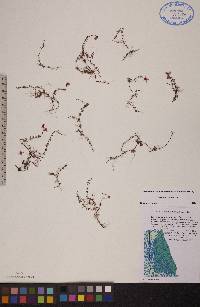 Vaccinium oxycoccos image