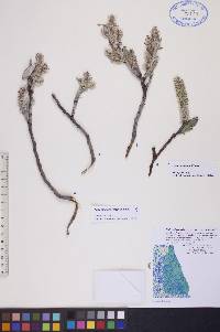 Salix richardsonii image