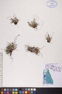 Carex glacialis image