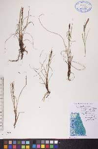 Carex subspathacea image