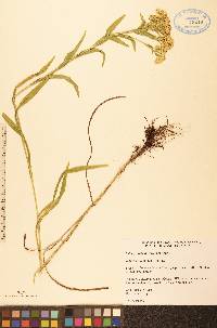 Solidago riddellii image