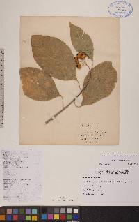 Celastrus scandens image