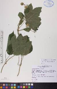 Humulus lupulus image