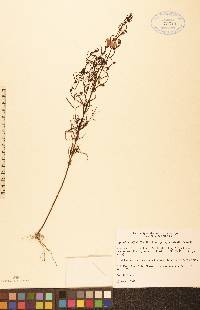 Agalinis tenuifolia var. parviflora image