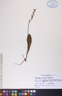 Platanthera obtusata image