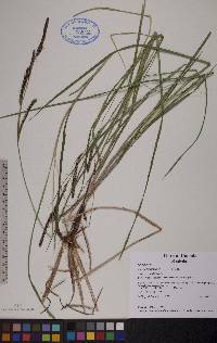 Carex lenticularis image