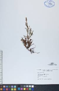 Picea mariana image