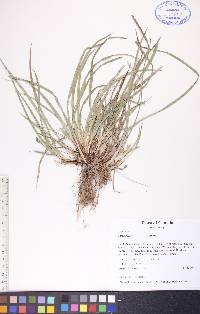 Carex backii image