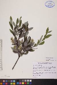 Salix athabascensis image