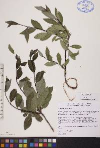 Salix planifolia image