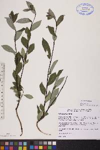 Salix planifolia image