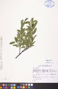 Salix planifolia image