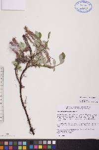 Salix arctophila image