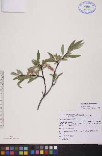 Salix arbusculoides image