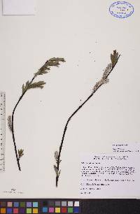 Salix planifolia image