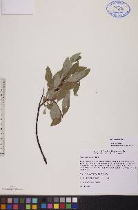 Salix planifolia image