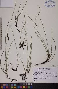 Equisetum variegatum image