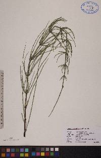 Equisetum palustre image