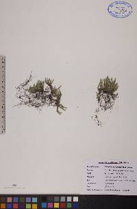 Selaginella rupestris image