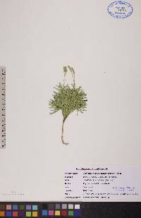 Diphasiastrum tristachyum image