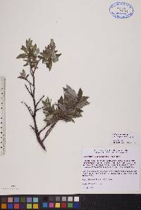 Salix glauca image