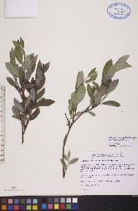 Salix glauca image