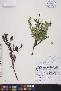 Salix myrtillifolia image