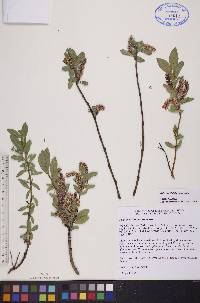 Salix myrtillifolia image