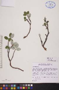 Salix vestita image