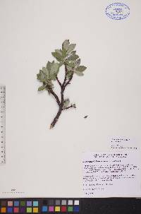 Salix calcicola image