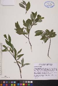 Salix planifolia image